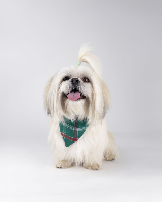 Pañuelo Navideña para mascota